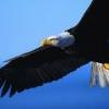 Ravi Kumar's Photo