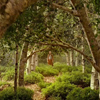 MeadowRose