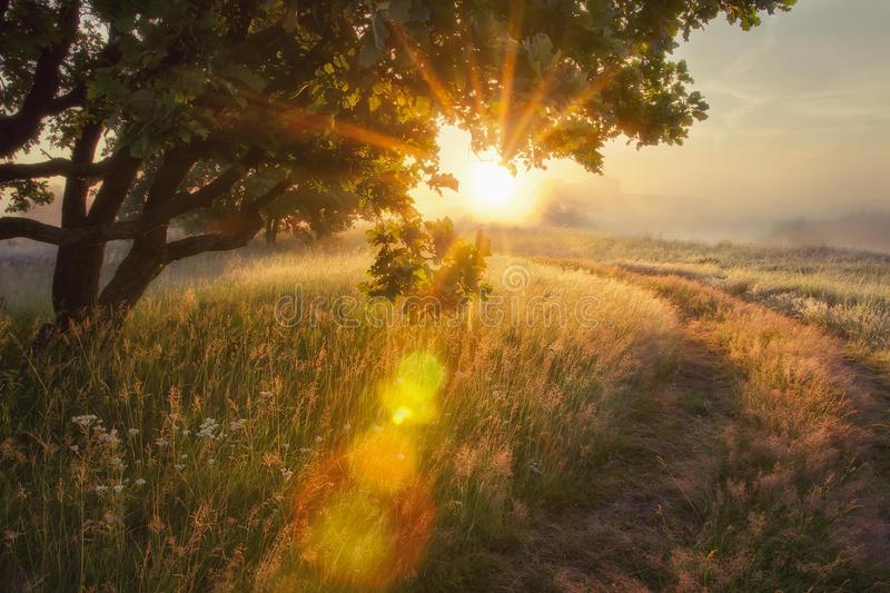 landscape-rays-sun-branches-tree-early-autumn-morning-sunrise-solar-glare-beautiful-scenery-meadow-96218261.jpg.f40ecfce0cf052bddf0624ed9b13a4a2.jpg