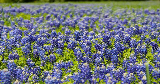 bluebonnets.jpg.0042e0056ecb0945caf8304175107dbe.jpg