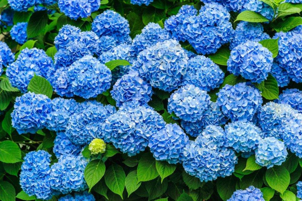 Blue Hydrangeas.jpg
